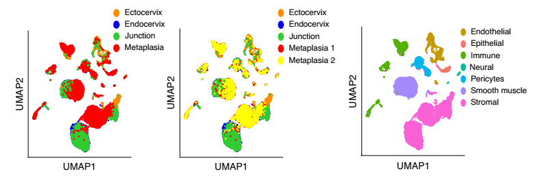 健康小鼠宮頸外，宮頸內，過渡區和 VA 缺乏引起的鱗狀化生的 scRNA-seq